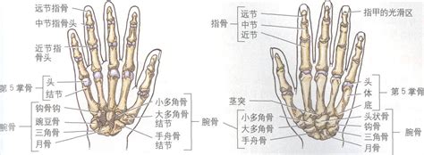 手骨粗意思|手骨粗意思 